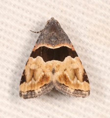 Cobubatha lixiva