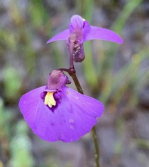 Utricularia barkeri