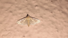 Herpetogramma