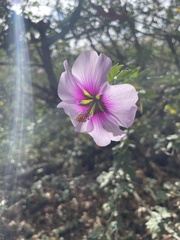 Malva subovata bicolor