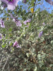Malva subovata bicolor