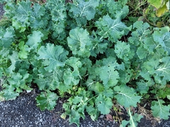 Brassica oleracea