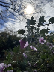 Malva subovata bicolor