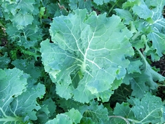 Brassica oleracea