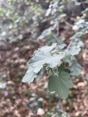 Malva subovata bicolor