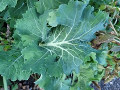 Brassica oleracea