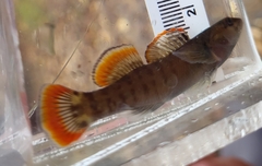 Etheostoma etowahae
