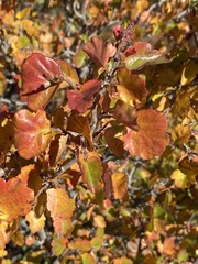 Rhus aromatica simplicifolia