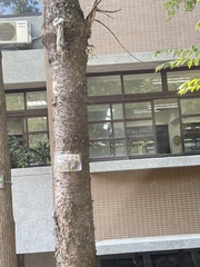 Araucariaceae