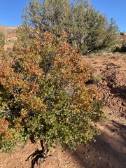 Rhus aromatica simplicifolia