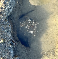 Anthopleura elegantissima