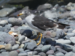 Larus belcheri