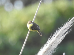 Pseudocolopteryx flaviventris