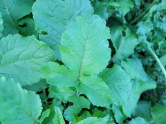 Brassica oleracea