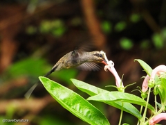 Phaethornis anthophilus