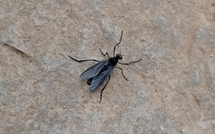 Penthetria heteroptera
