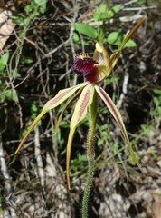 Caladenia longiclavata