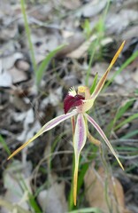 Caladenia longiclavata