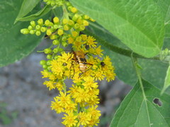 Chauliognathus discus