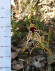 Caladenia longiclavata