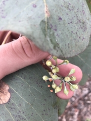 Eucalyptus polyanthemos