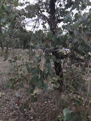 Eucalyptus polyanthemos