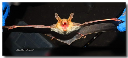 Felten's Myotis