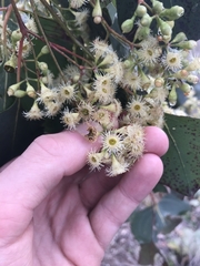 Eucalyptus polyanthemos