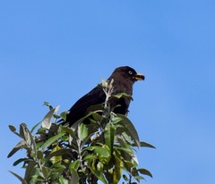 Turdus nigrescens