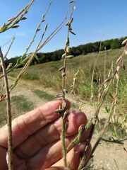 Oenothera curtiflora