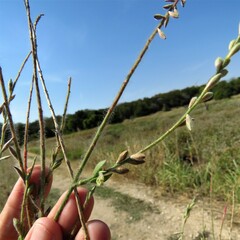Oenothera curtiflora