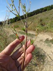 Oenothera curtiflora