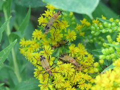 Chauliognathus discus