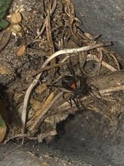 Latrodectus