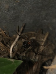 Latrodectus