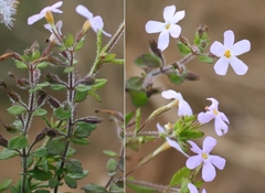 Chaenostoma hispidum