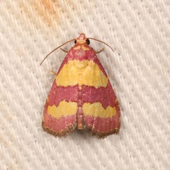 Phoenicophanta bicolor