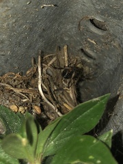 Latrodectus