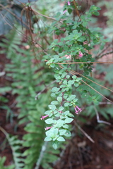 Fuchsia parviflora