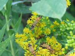Chauliognathus discus