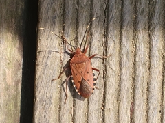 Urochela quadrinotata