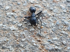 Camponotus concavus