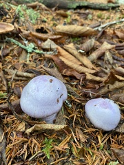 Cortinarius traganus