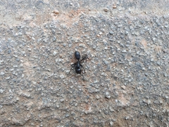 Camponotus concavus