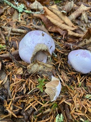 Cortinarius traganus