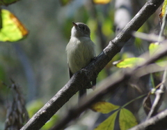 Empidonax hammondii