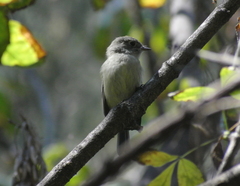 Empidonax hammondii