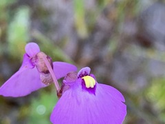 Utricularia barkeri