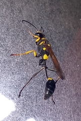 Sceliphron asiaticum