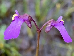 Utricularia barkeri